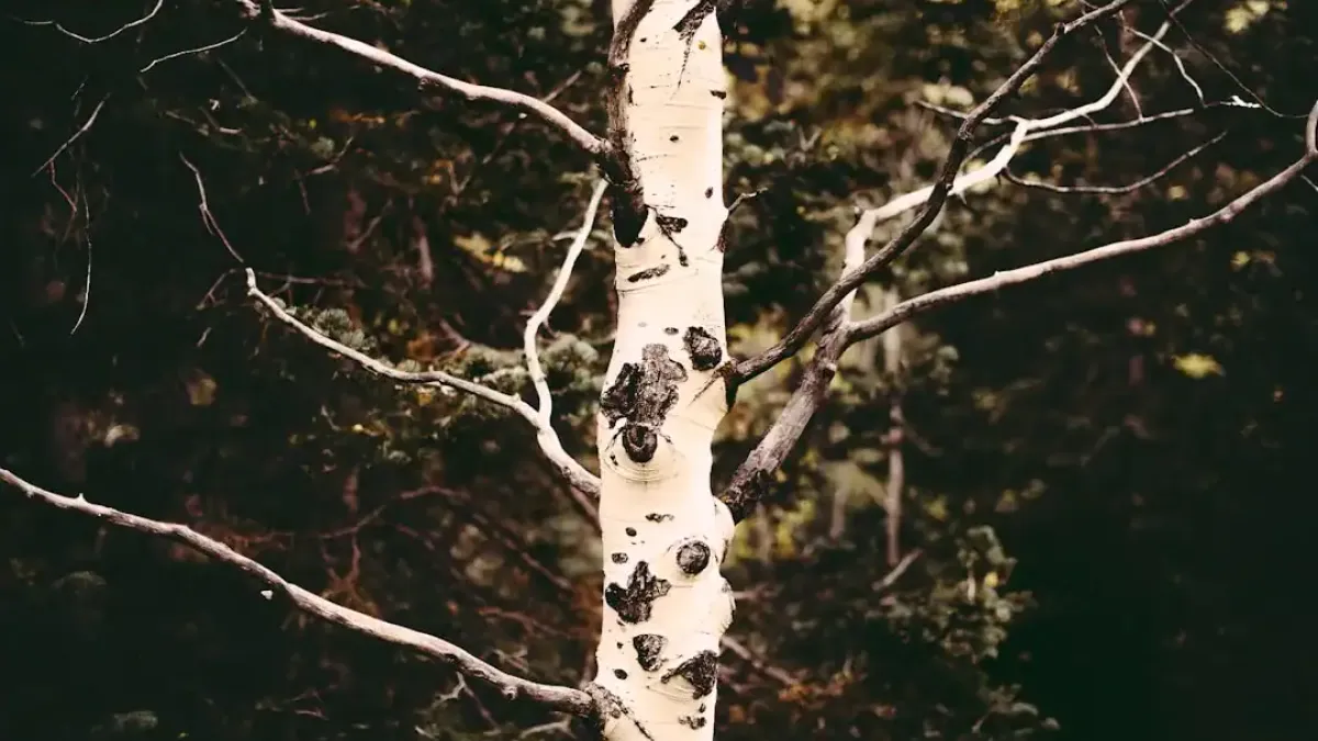 How to Safely Prune High Branches with a Pole Saw: Techniques and Tips