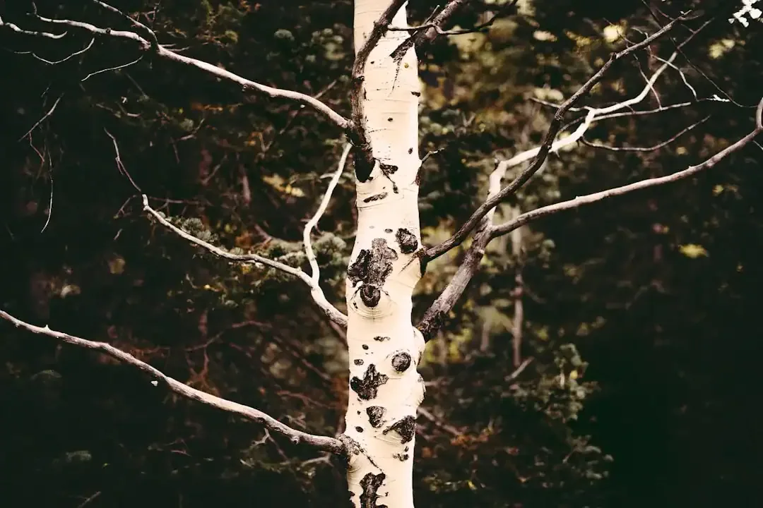 How to Safely Prune High Branches with a Pole Saw: Techniques and Tips