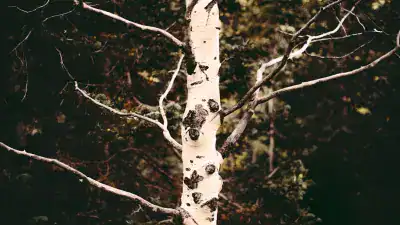 how to safely prune high branches with a pole saw techniques 2026 03 08